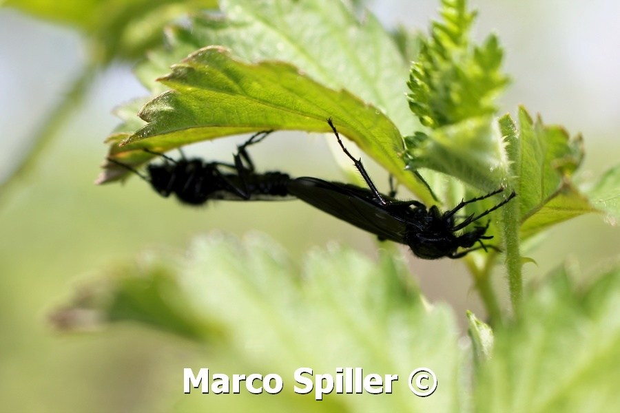 Bibio marci ? Si riproducono